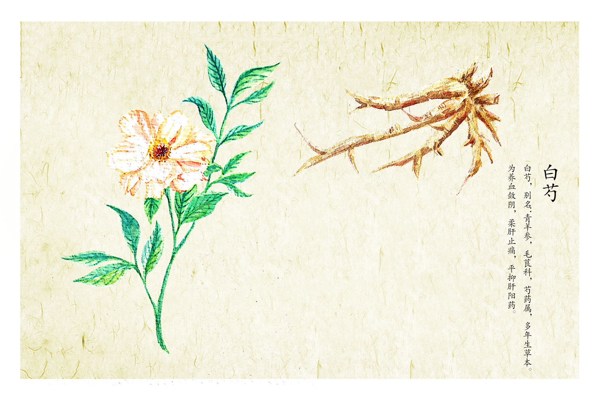 摄图网_401002603_白芍(企业商用).jpg